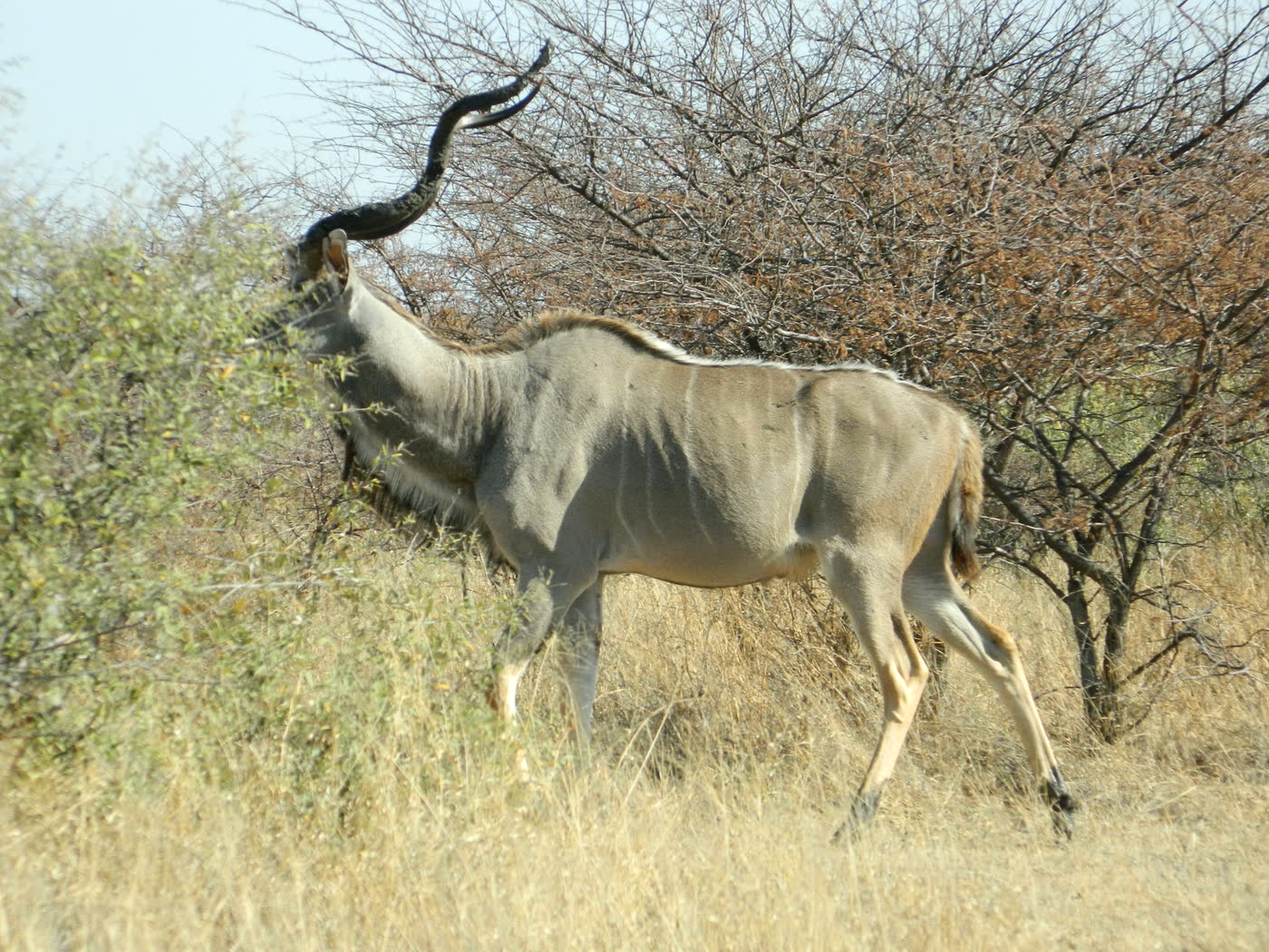 Samiec kudu wielkiego z głową częściowo zasłoniętą liśćmi krzewu